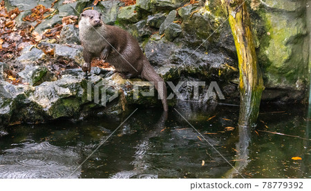 Otter sits on his hind legs on a stone, with a branch in the right part of the picture and a lot of free space. 78779392