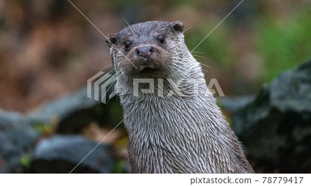Cut upright, oblique standing otter, looking curiously to the front 78779417