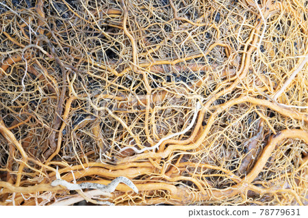Plant roots background. Agriculture concept. Plant roots network. Plant roots background. Agriculture concept. Plant roots network. 78779631