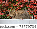 The cat is curled up and taking a nap 78779734