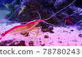 Shrimp with red streaks and white whiskers illuminated in purple 78780243