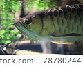 A dignified arowana swimming in clear water 78780244