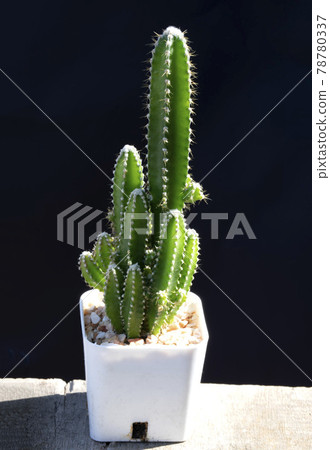 Green cactus plant in white pot on dark backgroupnd Green cactus plant in white pot on dark backgroupnd 78780337