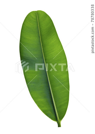 Alexandrian laurel leaf isolated on white background Alexandrian laurel leaf isolated on white background 78780338