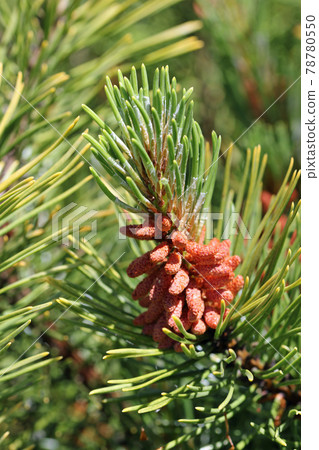 Dwarf mountain pine with pollen producing strobili 78780550