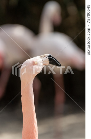 View of the neck and head of a flamingo, scientific name Phoenicopteridae, isolated from blurred background with bokeh View of the neck and head of a flamingo, scientific name Phoenicopteridae, isolated from blurred background with bokeh 78780649