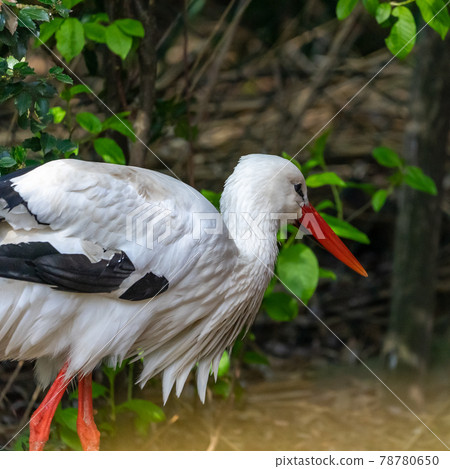 White stork, scientific name Ciconia ciconia, with a red beak and red legs running in front of a row of bushes 78780650