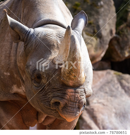 Close-up of the head of a rhinoceros, scientific name Ceratotherium simum, Rhinocerotidae Close-up of the head of a rhinoceros, scientific name Ceratotherium simum, Rhinocerotidae 78780651