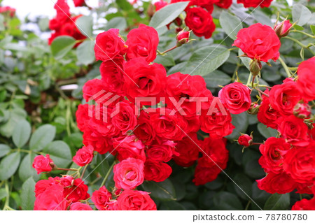 Rose Rose 78780780