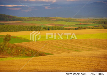 Biei-cho, Hokkaido, a patchwork road during the harvest season 78781007