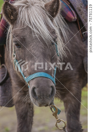 馬術體驗、騎馬漫步、馬農、觀光騎馬、騎馬 78781119