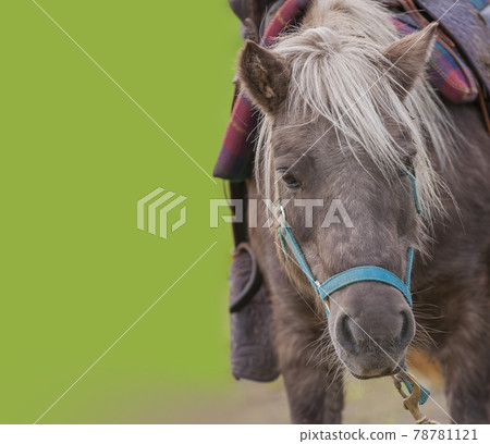 馬術體驗、騎馬漫步、馬農、觀光騎馬、騎馬 78781121