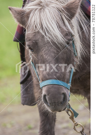 馬術體驗、騎馬漫步、馬農、觀光騎馬、騎馬 78781122