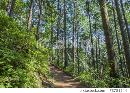Hiwadayama mountaintop perspective mountain road mountain road forest forest 78781344