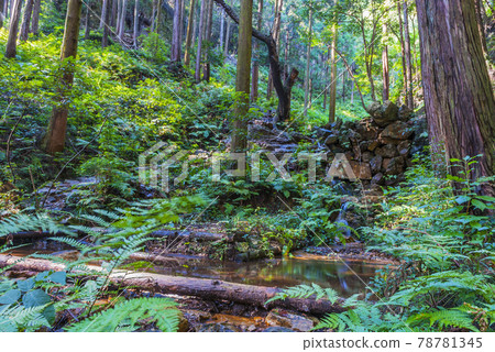 Hiwadayama mountaintop perspective mountain road mountain road forest forest 78781345