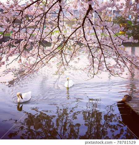 Sakura and swan Sakura and swan 78781529
