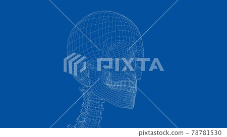 Human skeleton. Vector 78781530