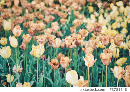 Bright flowers of tulips on a tulip field on a sunny morning 78781548