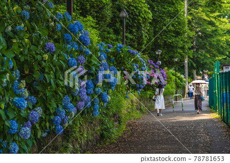 東京明日香小路的城市景觀和繡球花景觀 78781653