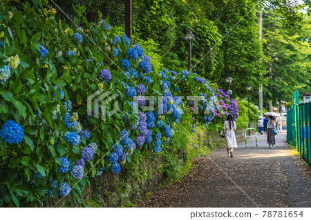 Cityscape of Tokyo Asuka's path and hydrangea landscape 78781654