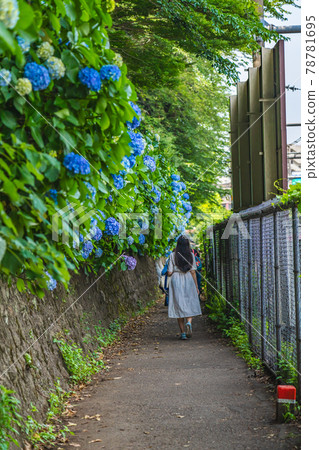 Cityscape of Tokyo Asuka's path and hydrangea landscape 78781695
