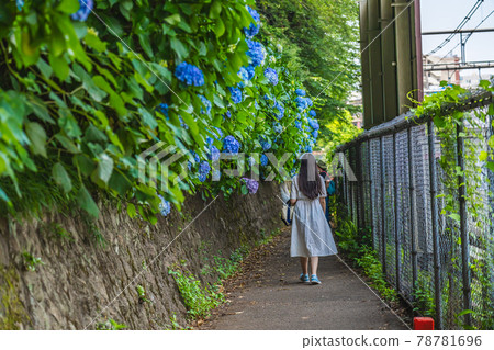 Cityscape of Tokyo Asuka's path and hydrangea landscape Cityscape of Tokyo Asuka's path and hydrangea landscape 78781696