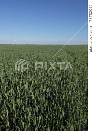 Agricultural scene, green wheat field in spring 78782033