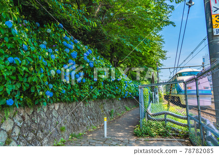 東京明日香小路的城市景觀和繡球花景觀 東京明日香小路的城市景觀和繡球花景觀 78782085