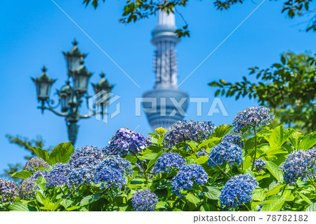 Cityscape of Tokyo Hydrangea in Sumida Park during the rainy season Cityscape of Tokyo Hydrangea in Sumida Park during the rainy season 78782182