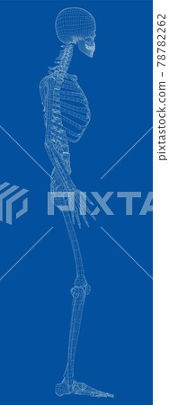 Human skeleton. Vector Human skeleton. Vector 78782262