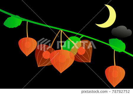 地面櫻桃 地面櫻桃 78782752