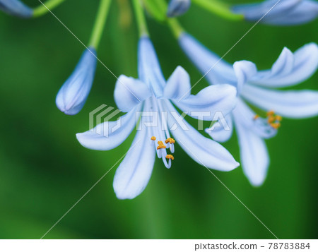 Early summer blue flower agapanthus Early summer blue flower agapanthus 78783884