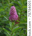 櫪木縣日光市小田代原的繡線菊 78784005