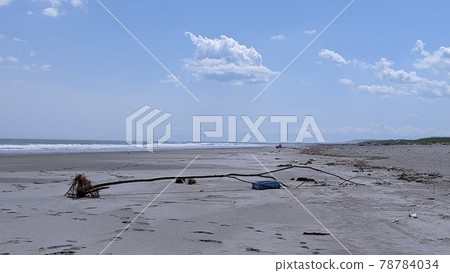 Sea driftwood in early summer in Hokkaido 78784034