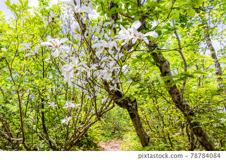 Beech forest and Anise magnolia 78784084