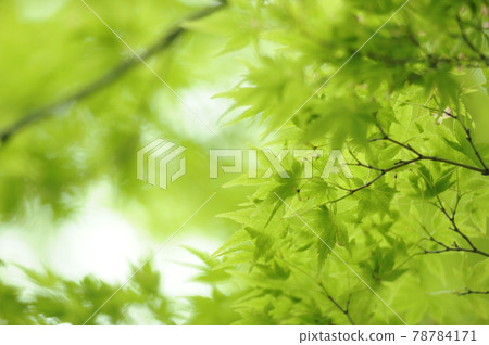 新鮮的綠色季節 78784171