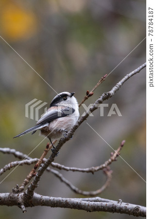 Long-tailed tit, a small white bird with a lovely gesture 78784187