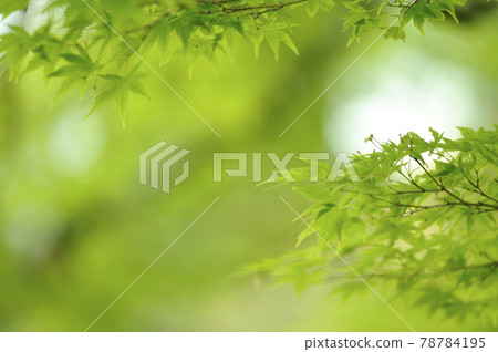 Fresh green season 78784195