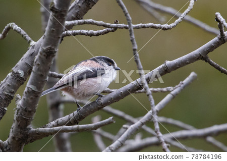 長尾山雀,一隻姿態可愛的小白鳥 長尾山雀,一隻姿態可愛的小白鳥 78784196