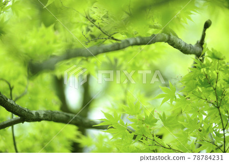 新鮮的綠色季節 78784231