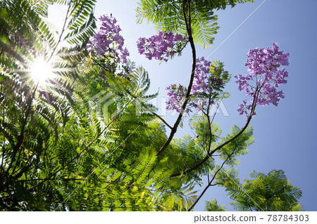 Green and purple Jakaran against the sun Green and purple Jakaran against the sun 78784303