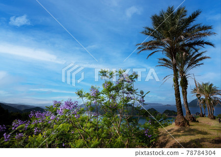 Purple Jakaran on the green that bloomed on the coast 78784304
