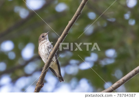 Ezo Hitaki, a traveling bird that passes through the Japanese archipelago on the way to Japan in the fall 78784387