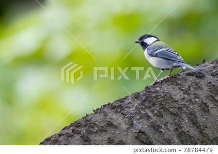 Familiar wild bird great tit with a cute chest tie 78784479