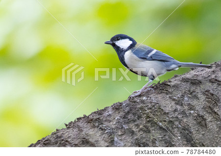 Familiar wild bird great tit with a cute chest tie 78784480