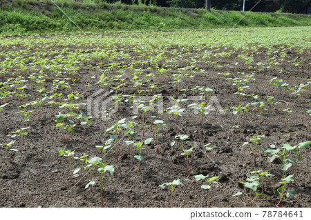Sprouting buckwheat noodles Sprouting buckwheat noodles 78784641