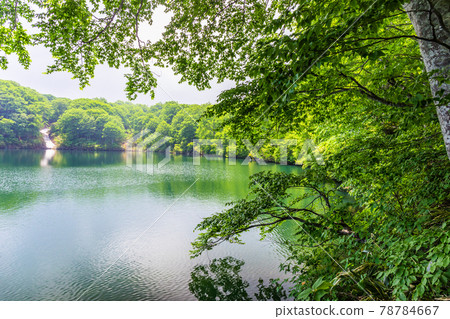 Fresh green teahouse pond Fresh green teahouse pond 78784667