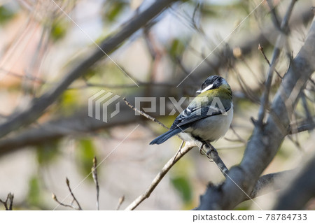 熟悉的野鳥大山雀與可愛的胸口 熟悉的野鳥大山雀與可愛的胸口 78784733