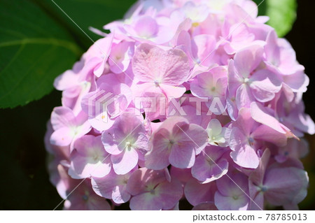 hydrangea flower 78785013