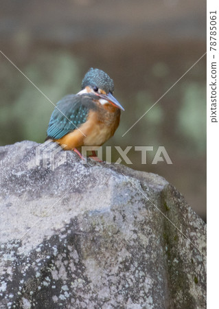 Ruri-colored popular kingfisher 78785061